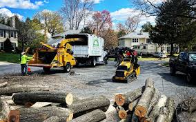 Best Tree Risk Assessment  in Lincoln Park, NJ