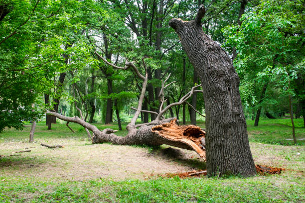  Lincoln Park, NJ Tree Care Pros